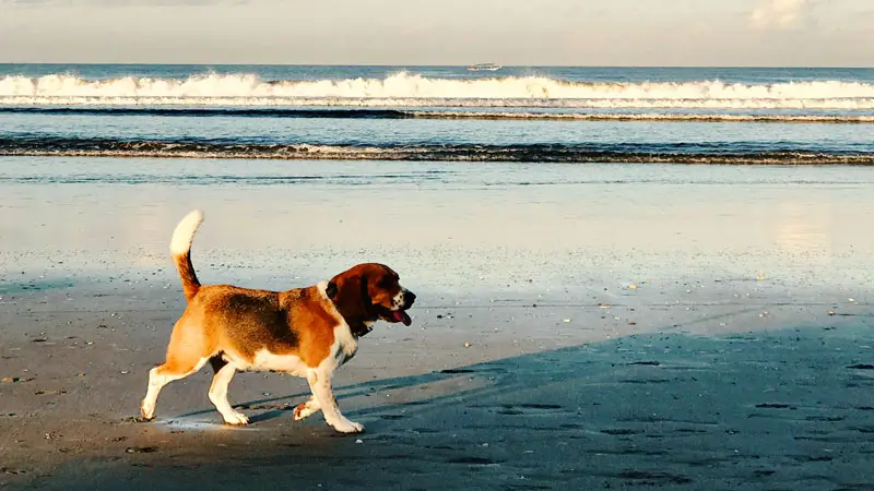 Dogs at Batu Belig Beach