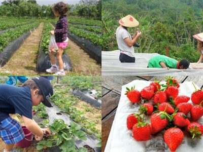 Bali Strawberry Panoramic Terrace