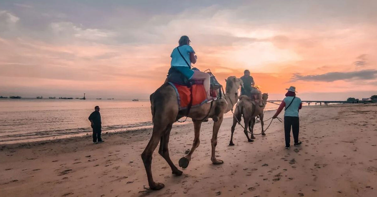 Camel Ride On Kelan Beach Bali: Must-Try Experience!