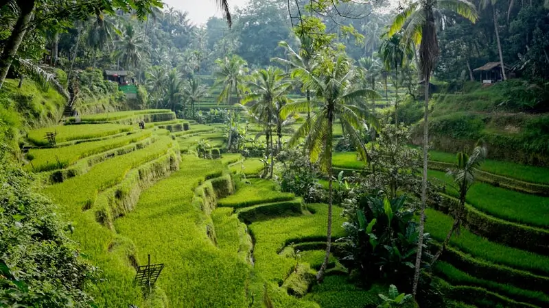 Lush green terraced rice fields at Tegalalang Rice Terraces, Bali, surrounded by tropical palm trees.