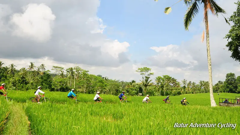 Family Cycling in the Ubud Rice Fields Area