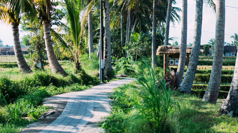 Quiet country lane in Ubud, Bali with green trees