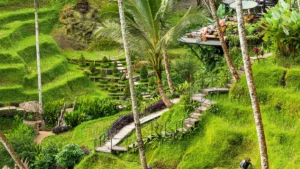 Beautiful green terraced rice fields in Tegalalang, Ubud, Bali.