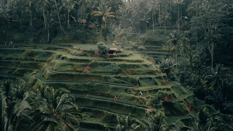 Beautiful view of the Tegalalang rice terraces in Ubud