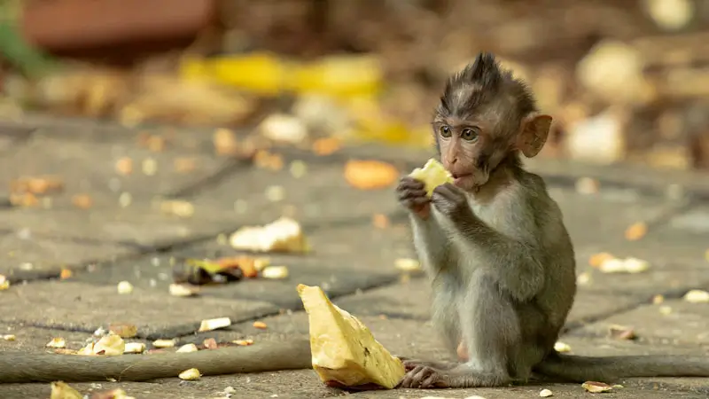 Baby monkey eating fruit at Ubud Monkey Forest, Bali.