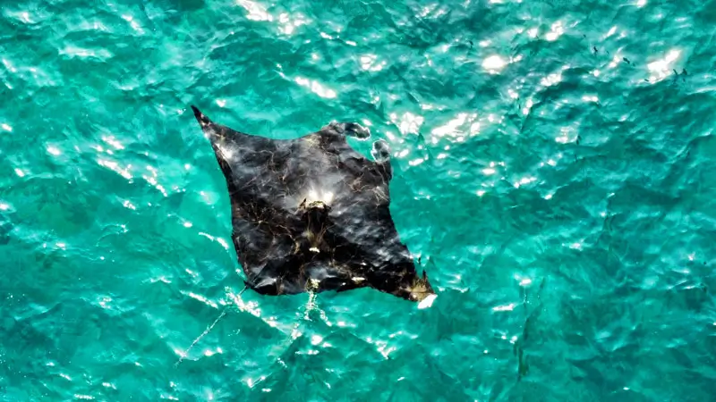 Manta Rays at Manta Point, Nusa Penida