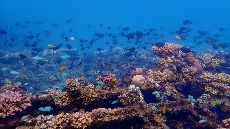 Coral reefs and fish at Pemuteran Biorock, North Bali