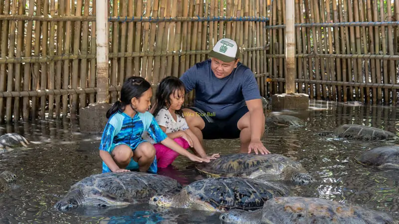 Family interacts with green turtles Conservation Center in Tanjung Benoa