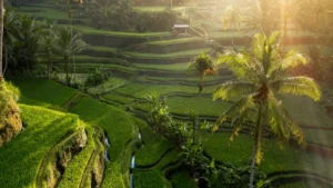 Sunlit rice terraces in Bali, a scenic and budget-friendly destination